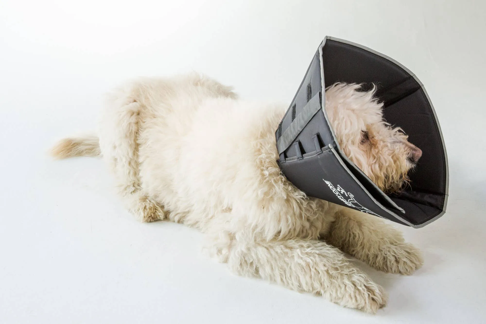 All Four Paws - The Original Comfy Cone