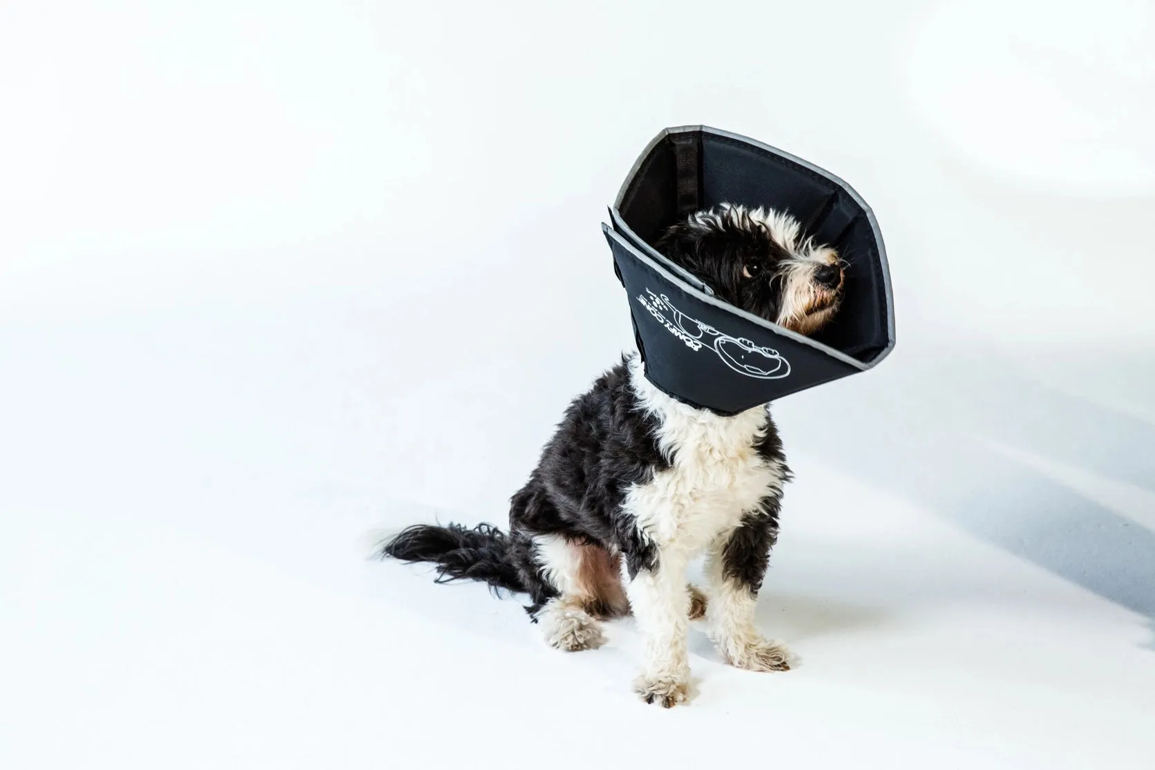 All Four Paws - The Original Comfy Cone