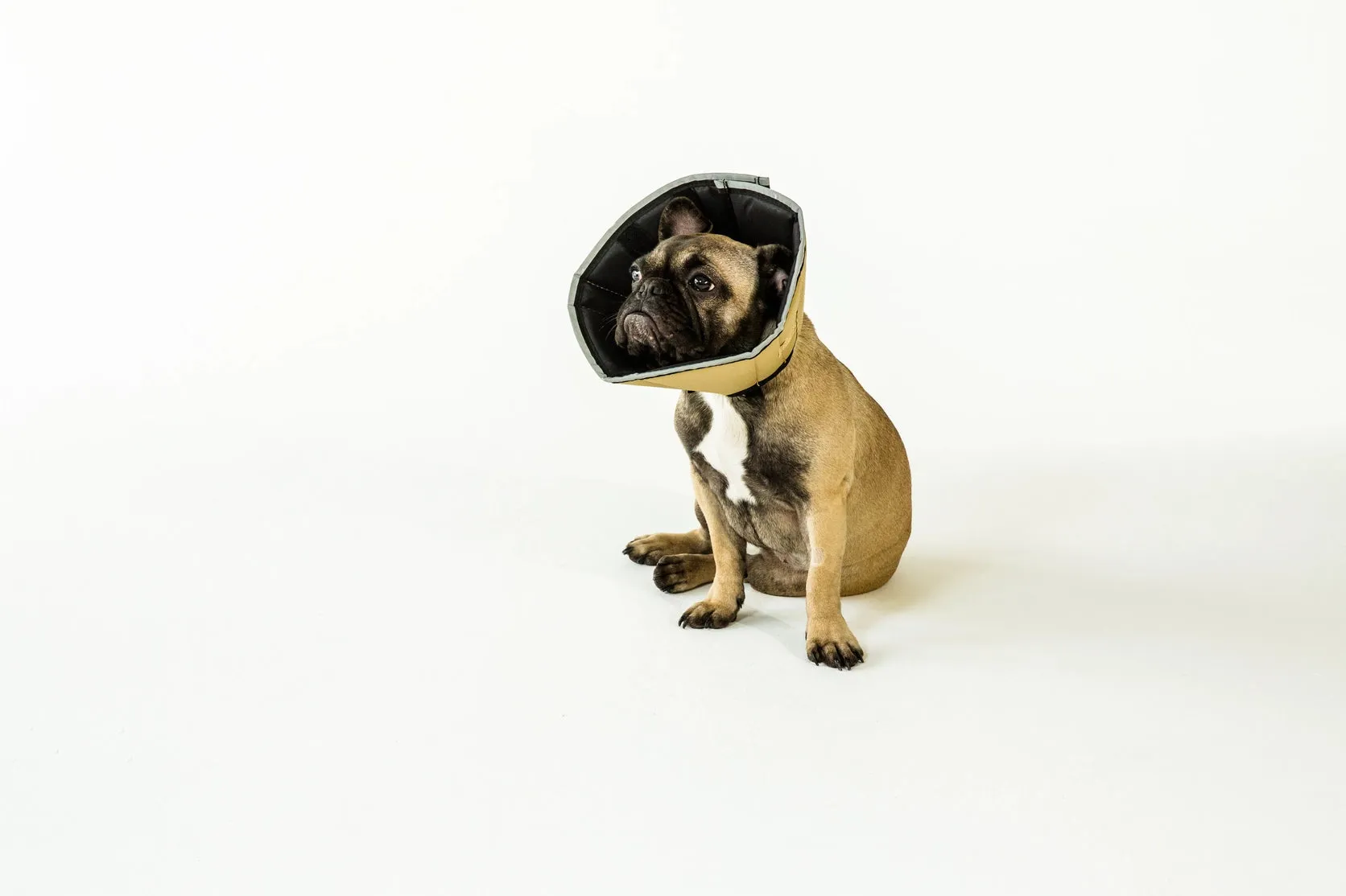 All Four Paws - The Original Comfy Cone