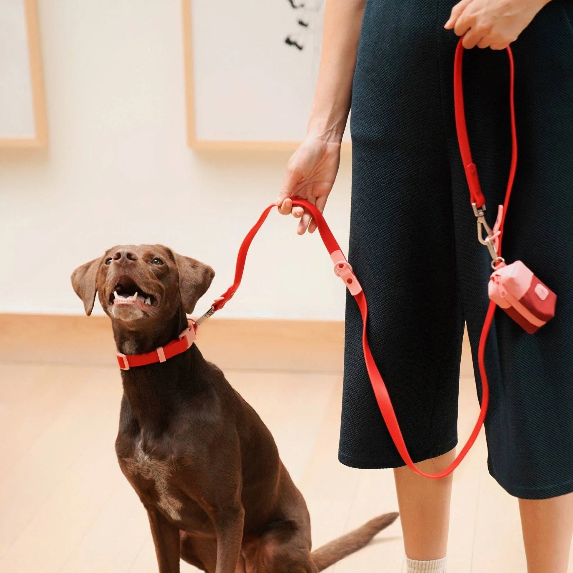 Approved by Fritz - The Fritz Collar: / burgundy sun
