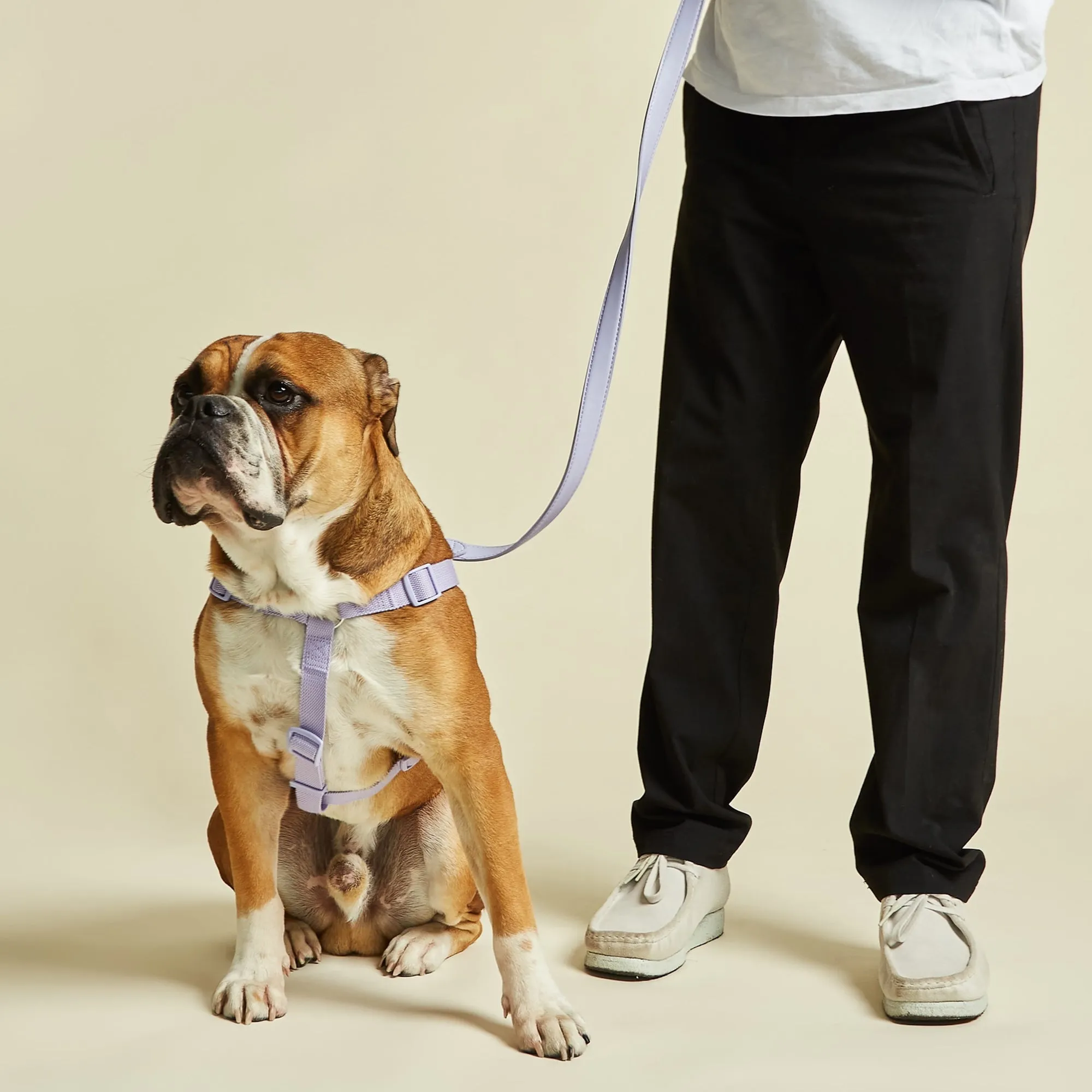Fresh Lilac Dog Harness & Lead Set