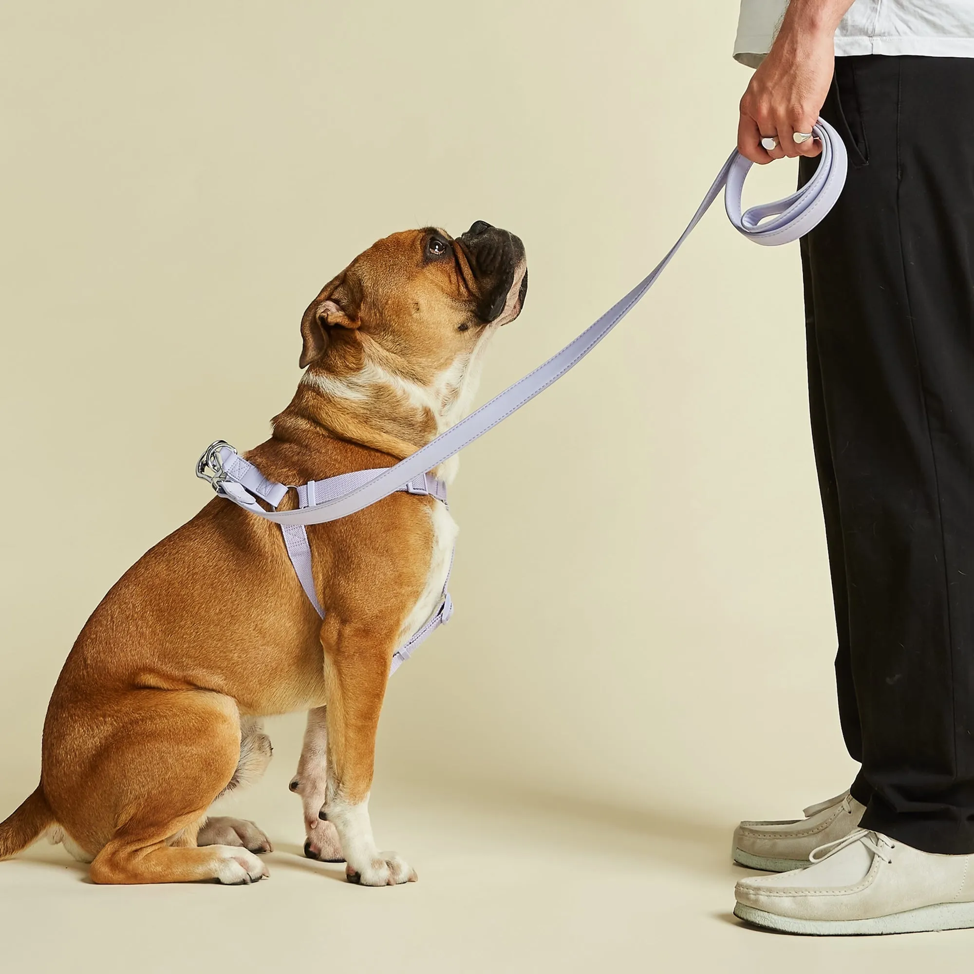 Fresh Lilac Dog Harness & Lead Set