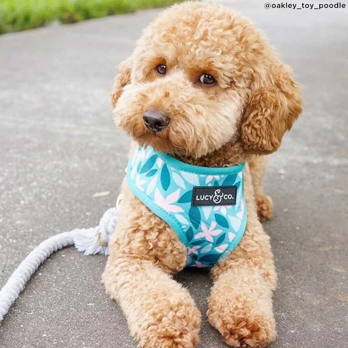 Lucy & Co. Dilly Lily - Blue & Pink - Reversible Dog Harness