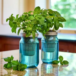 Mason Jar Grow Kits - 2pk