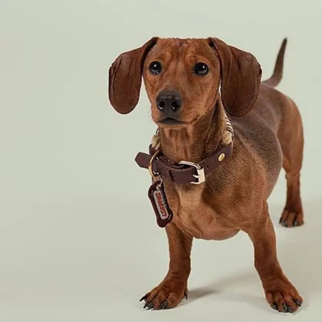 Snacks - Dog Tag
