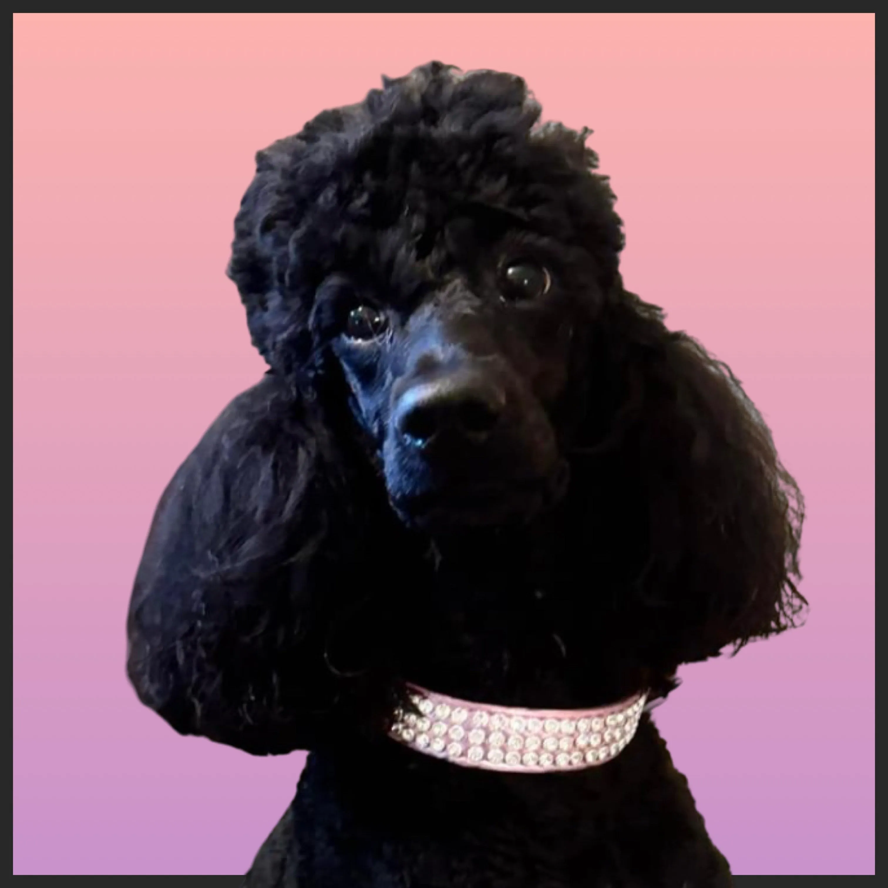 Sonny Triple Row All Clear Crystal Leather Dog Collar